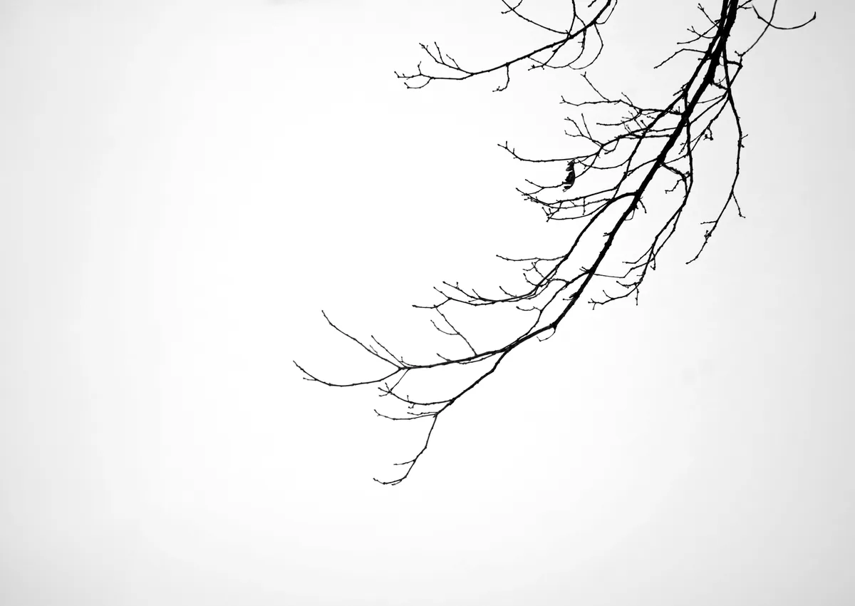 白い空を背に、葉を落とした枝が一本だけ大きく伸びている